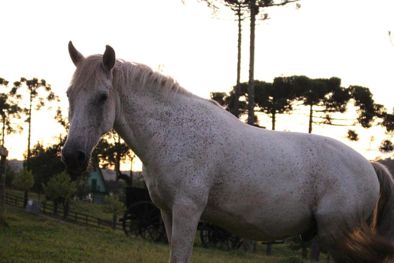 Sitio Arapongas Villa Campo Alegre  Dış mekan fotoğraf